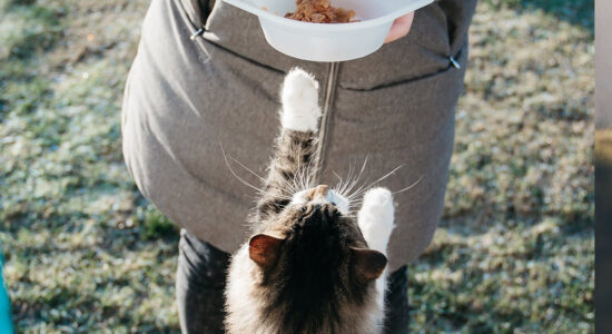 cibo per gatti
