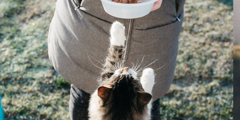 cibo per gatti