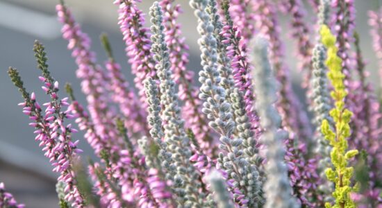 fiori di erica