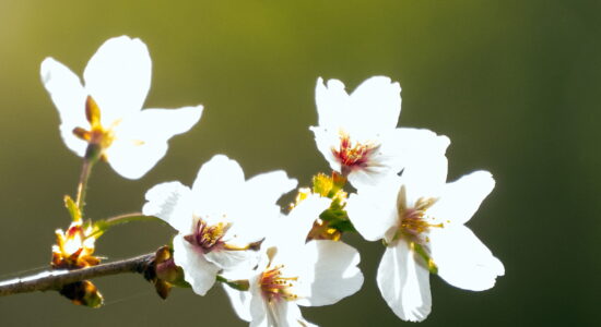 fiori