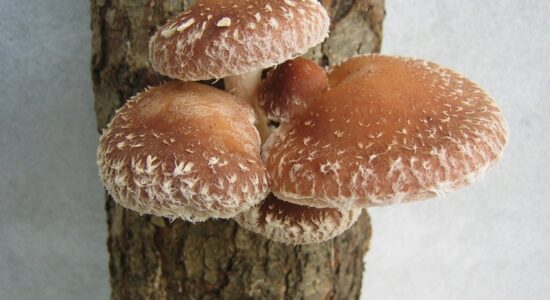 fungo shiitake