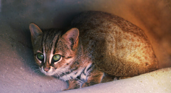 gatto