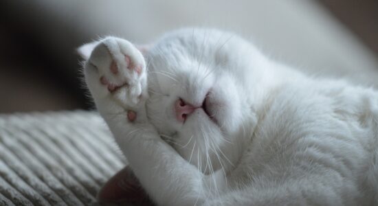 gatto