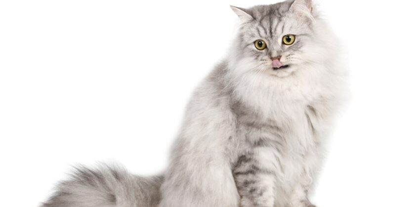gatto