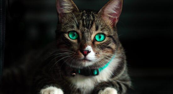 gatto