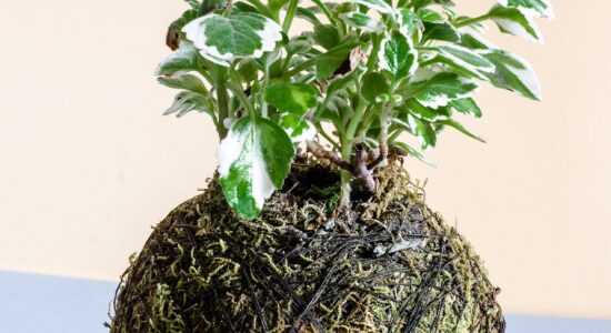 kokedama