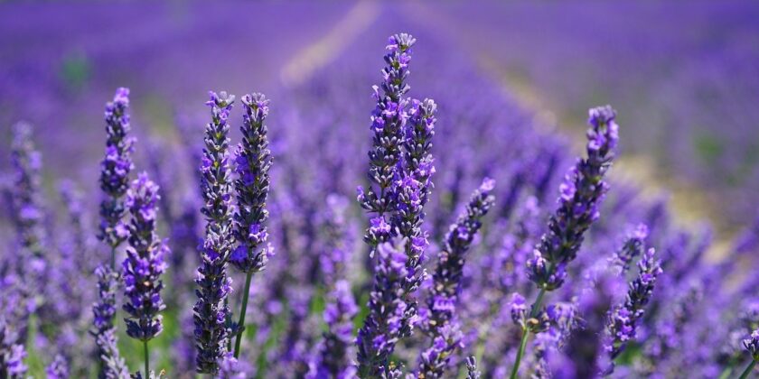 lavanda