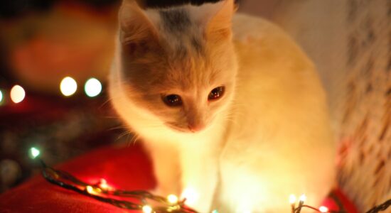 luci