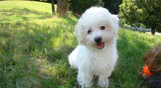 cane maltese