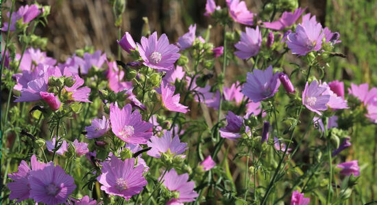 fiori di malva