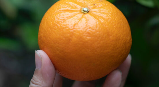 mandarino