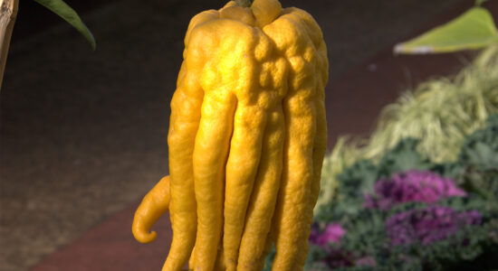 Mano di Buddha