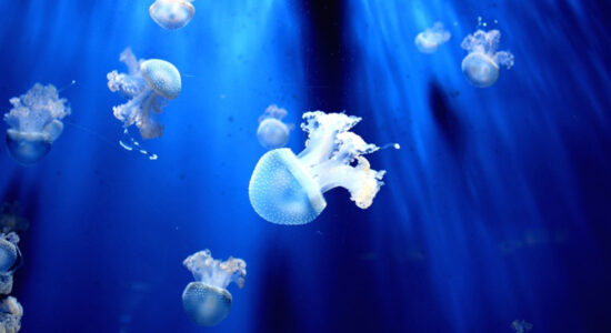meduse