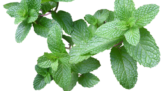menta