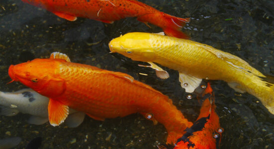 pesce rosso