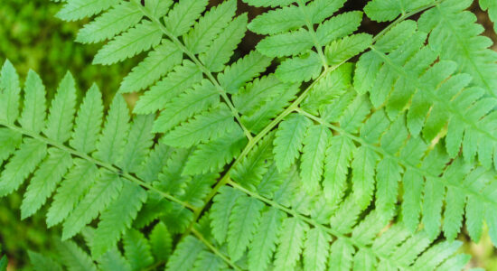 pianta