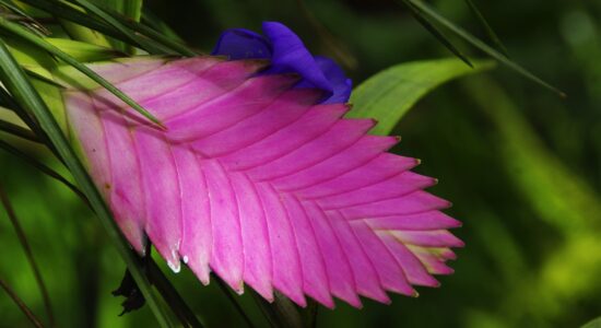 pianta tillandsia