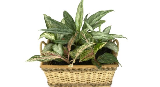 piante