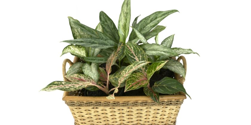 piante