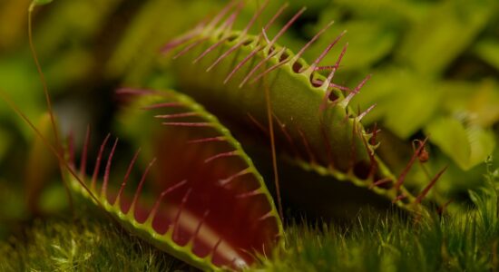 piante carnivore
