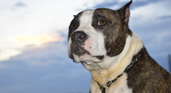 cane Pitbull