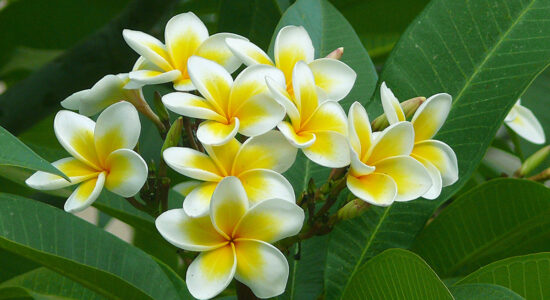 plumeria