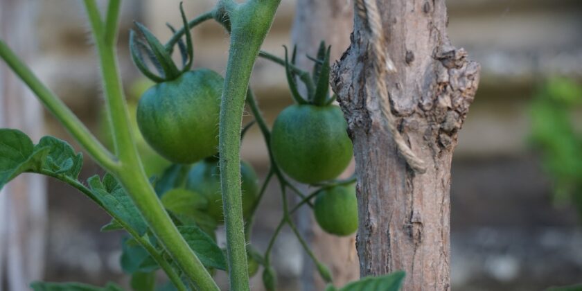 pomodori