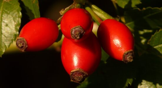 rosa canina