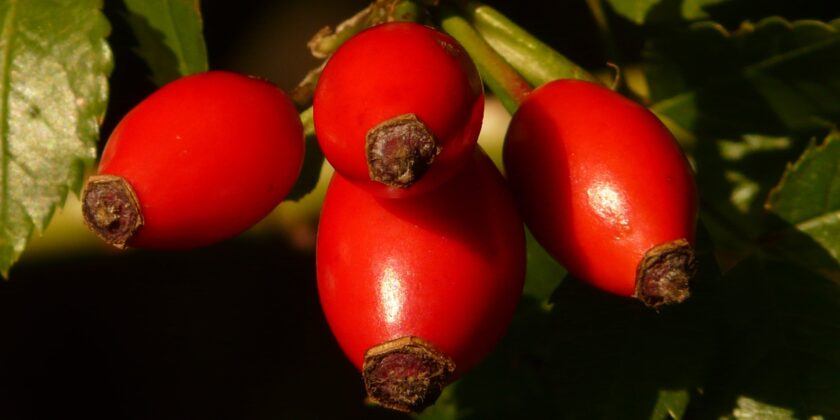 rosa canina