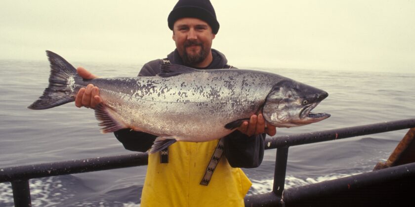 salmone