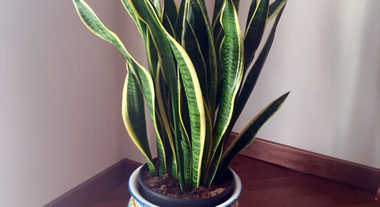 sansevieria