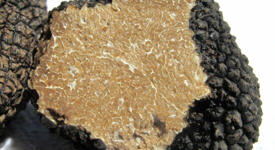 tartufo