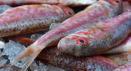pesce triglie