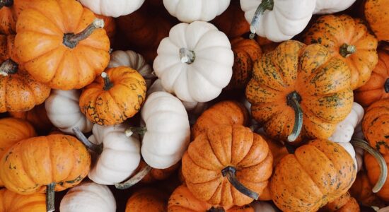 zucca
