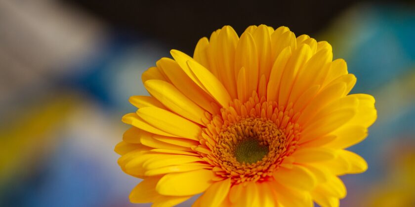 pianta di gerbera