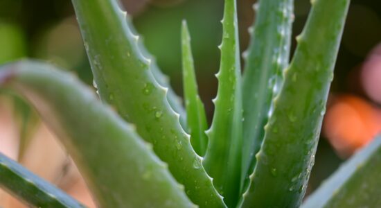 aloe vera