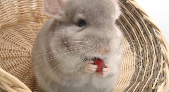 animaletti domestici