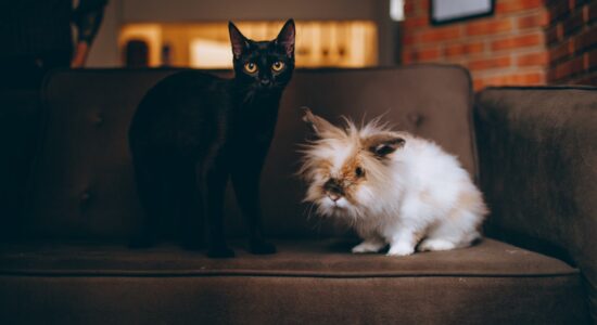 animali domestici