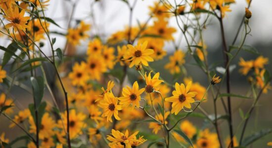 arnica