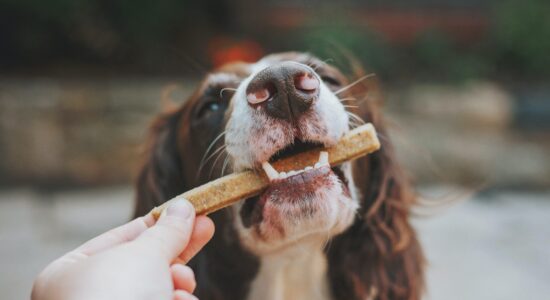 cane