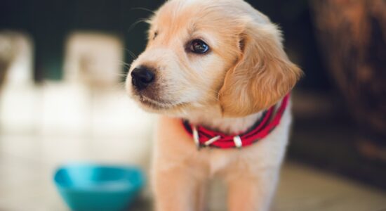 cane