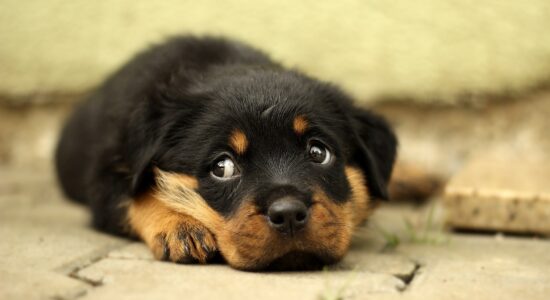 cane