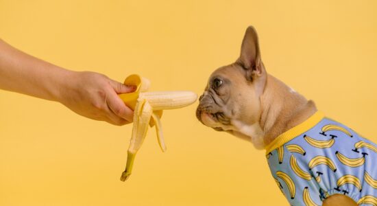 cane