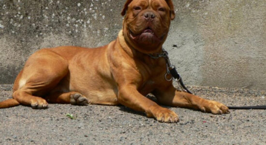 cane