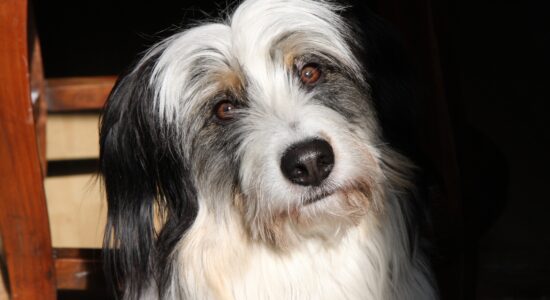 cane