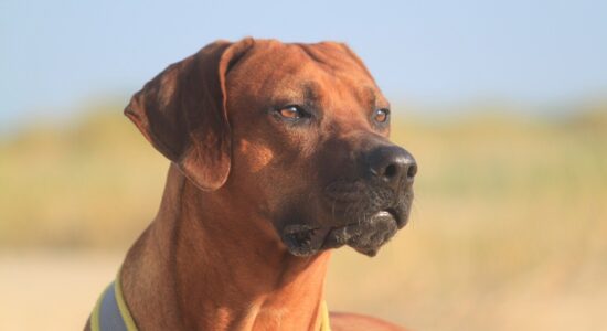 cane Rhodesian Ridgeback