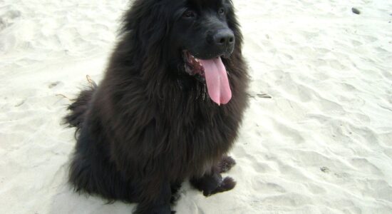 cane Terranova