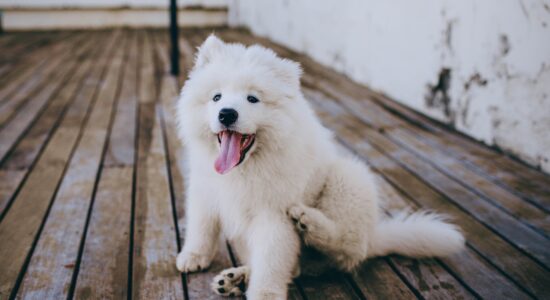 cane bianco