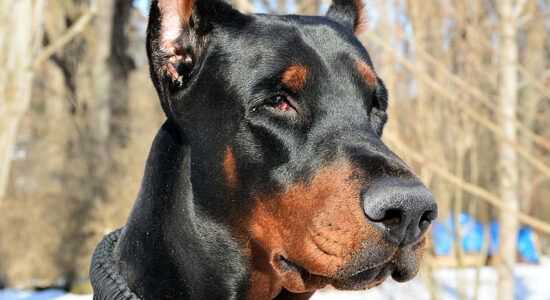 cane dobermann