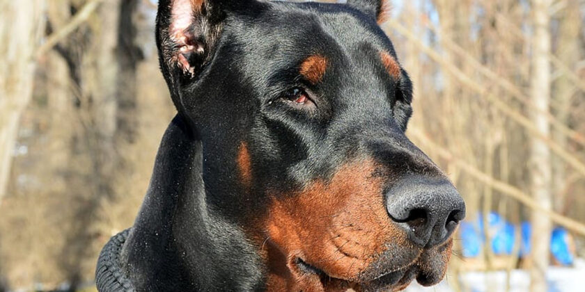 cane dobermann